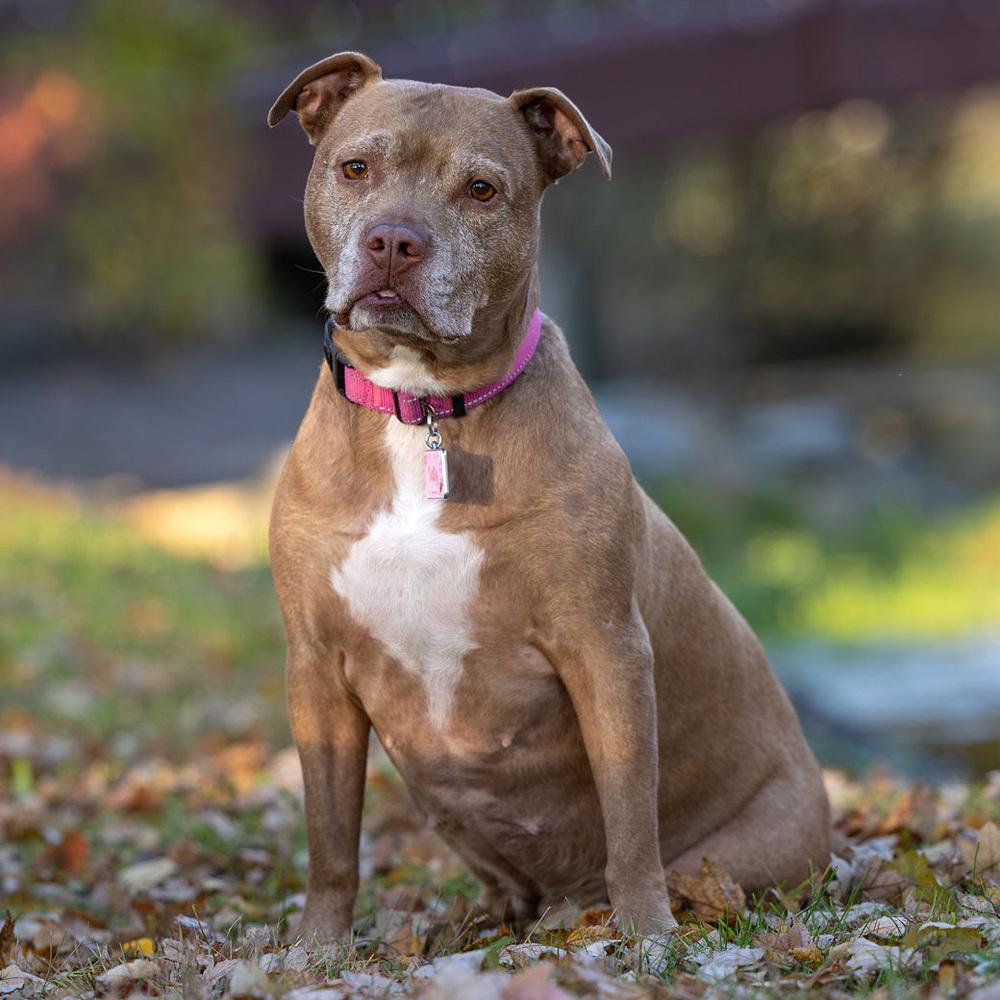 Enlarge Sally - 23226, a Adoptable Pit Bull Terrier in Armonk, NY image 2/6