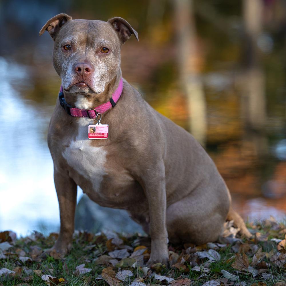 Enlarge Sally - 23226, a Adoptable Pit Bull Terrier in Armonk, NY image 3/6