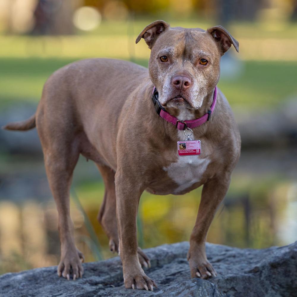Enlarge Sally - 23226, a Adoptable Pit Bull Terrier in Armonk, NY image 4/6