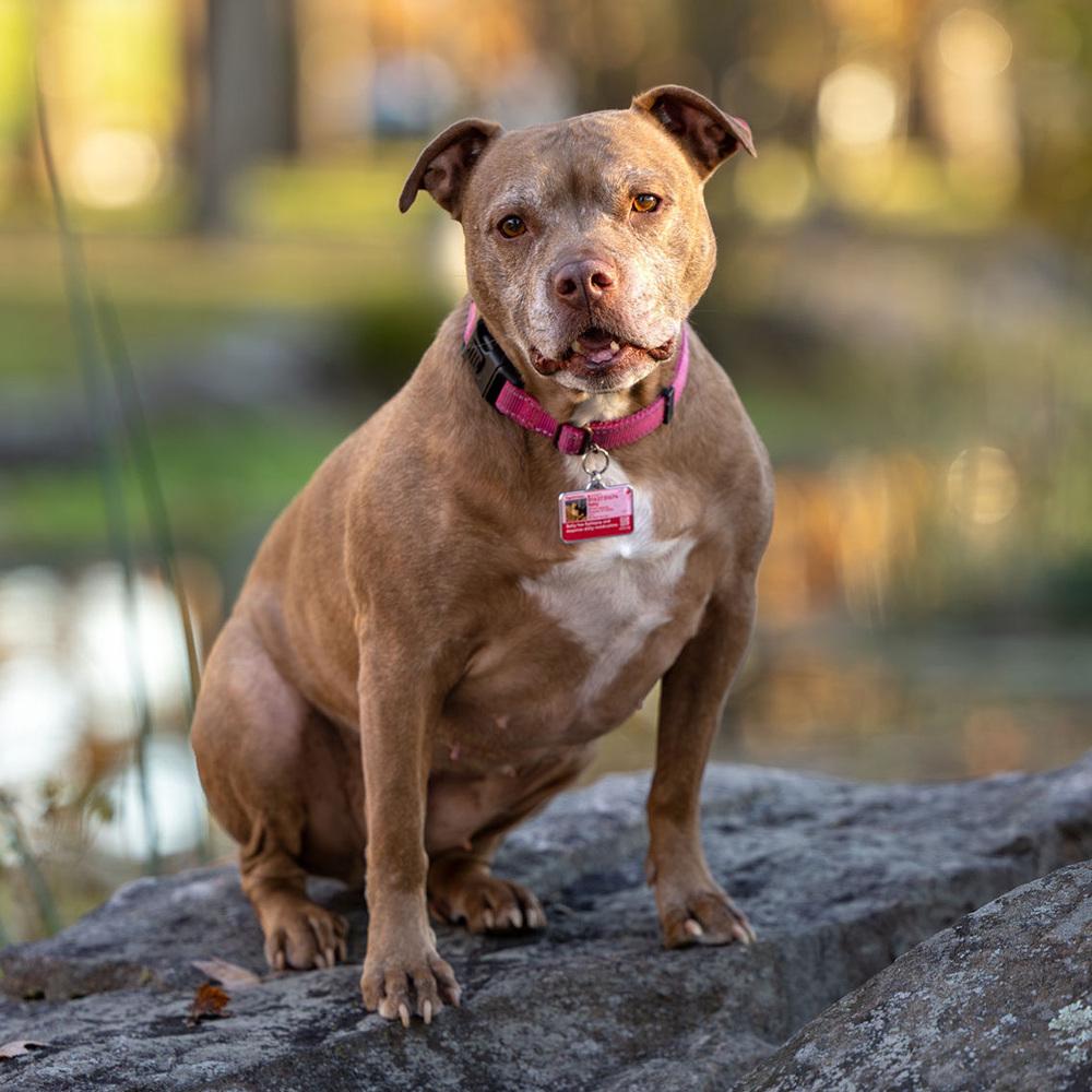 Enlarge Sally - 23226, a Adoptable Pit Bull Terrier in Armonk, NY image 6/6
