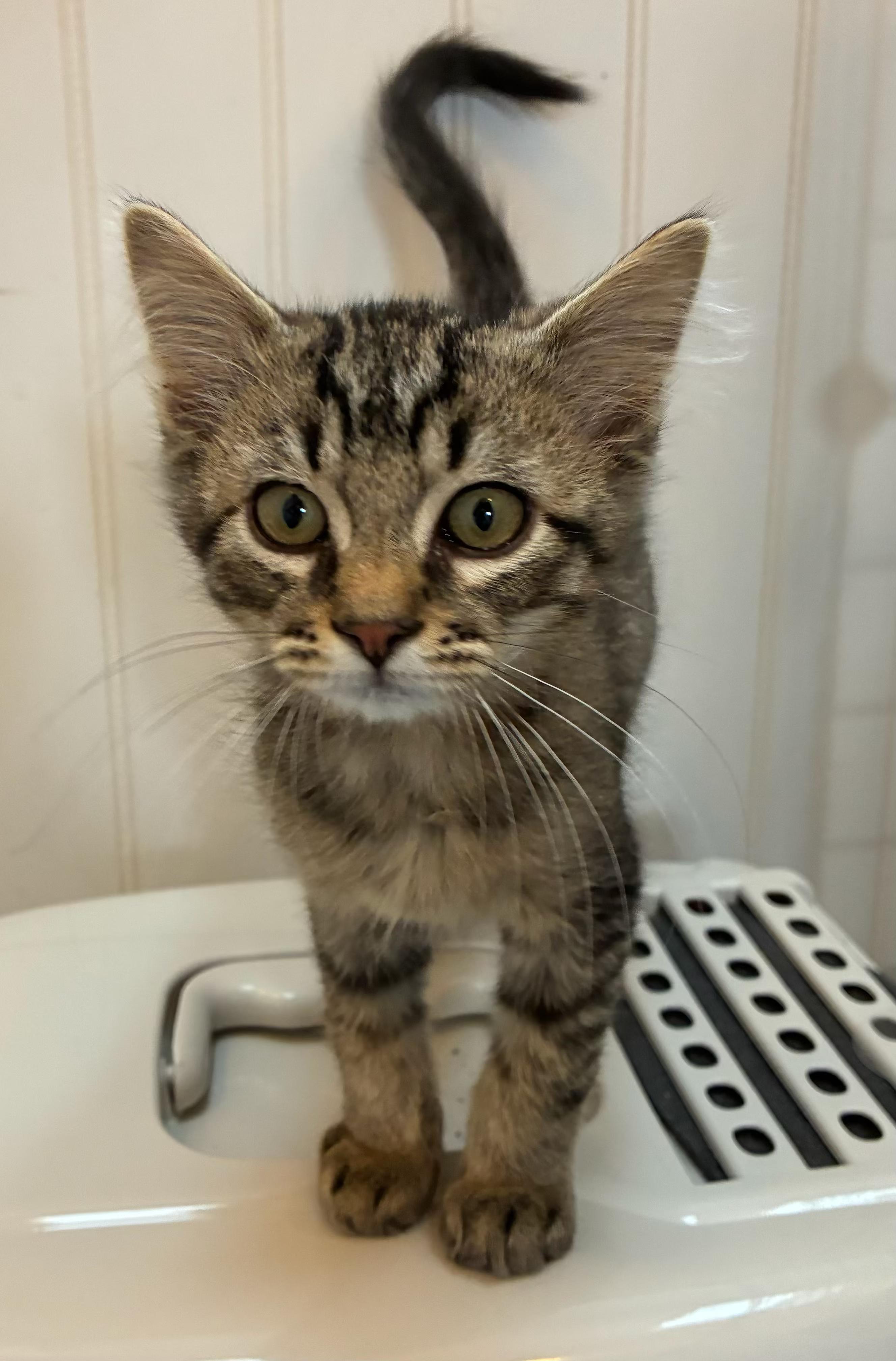 Enlarge The Little Rascals, a ADOPTABLE Tabby in Tillamook, OR image 1/6