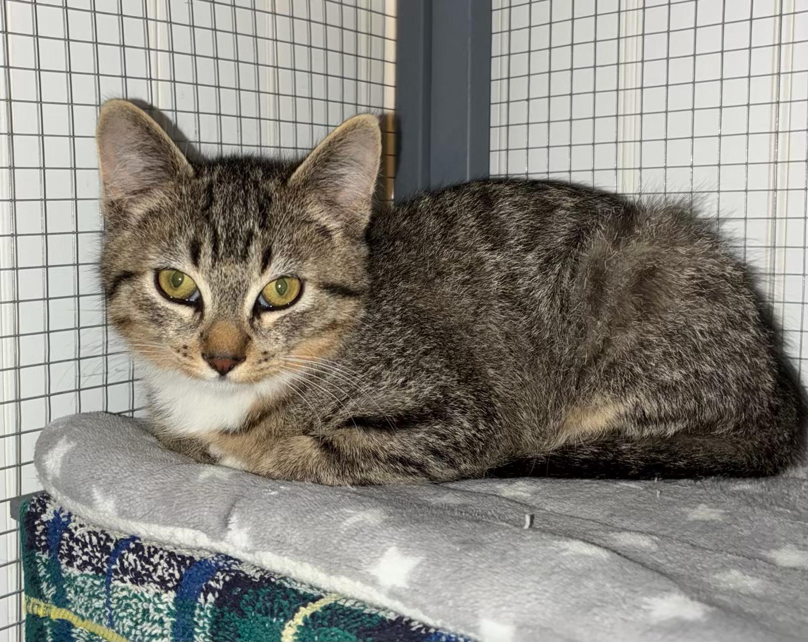 Enlarge The Little Rascals, a ADOPTABLE Tabby in Tillamook, OR image 2/6