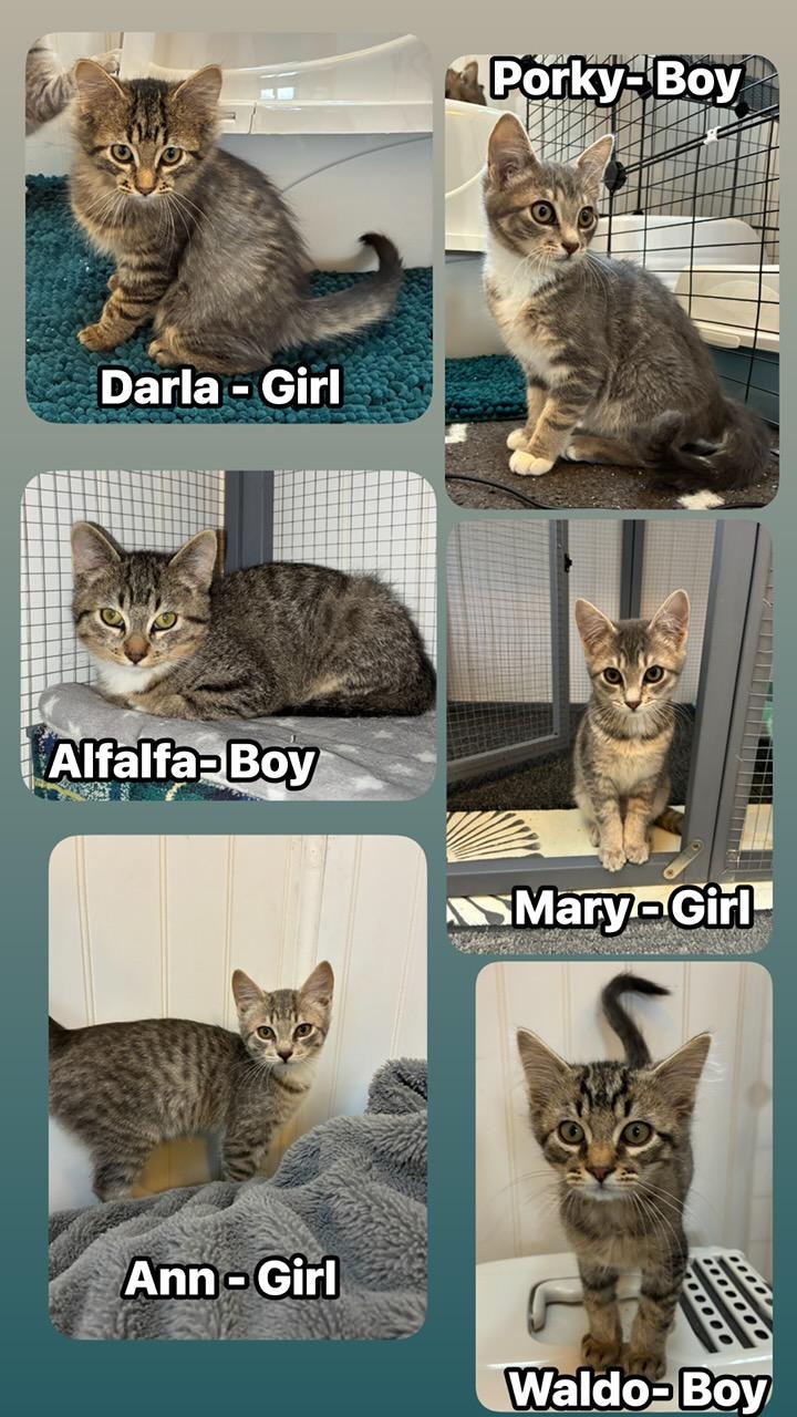 Enlarge The Little Rascals, a ADOPTABLE Tabby in Tillamook, OR image 3/6