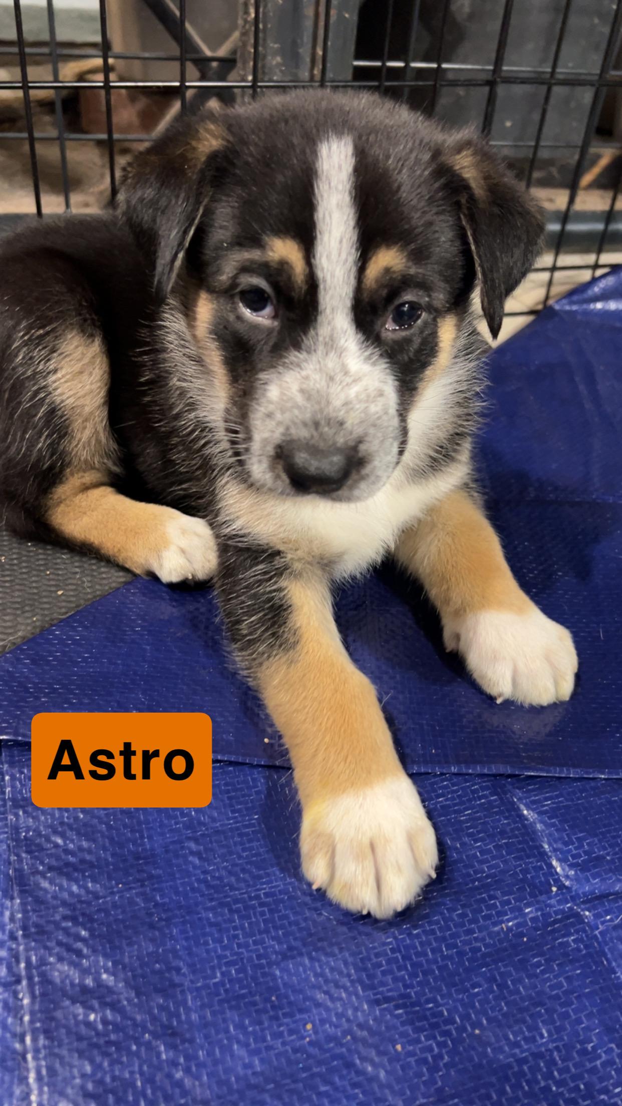 Astro