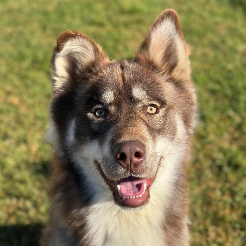 Rafiki, a Adoptable mixed breed in Santa Barbara, CA image 1/6