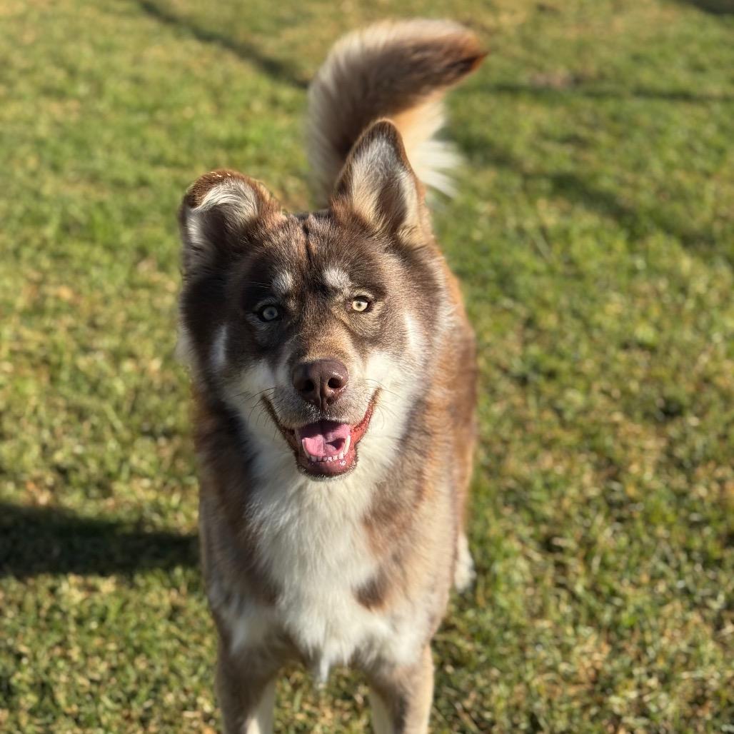 Rafiki, a Adoptable mixed breed in Santa Barbara, CA image 2/6