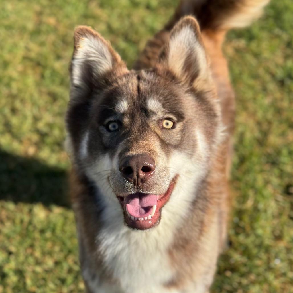 Rafiki, a Adoptable mixed breed in Santa Barbara, CA image 3/6