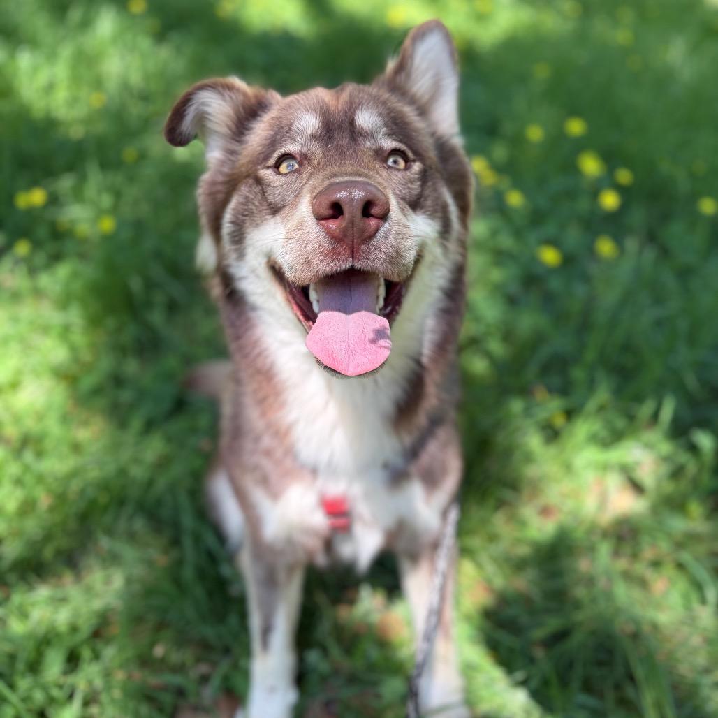 Rafiki, a Adoptable mixed breed in Santa Barbara, CA image 4/6