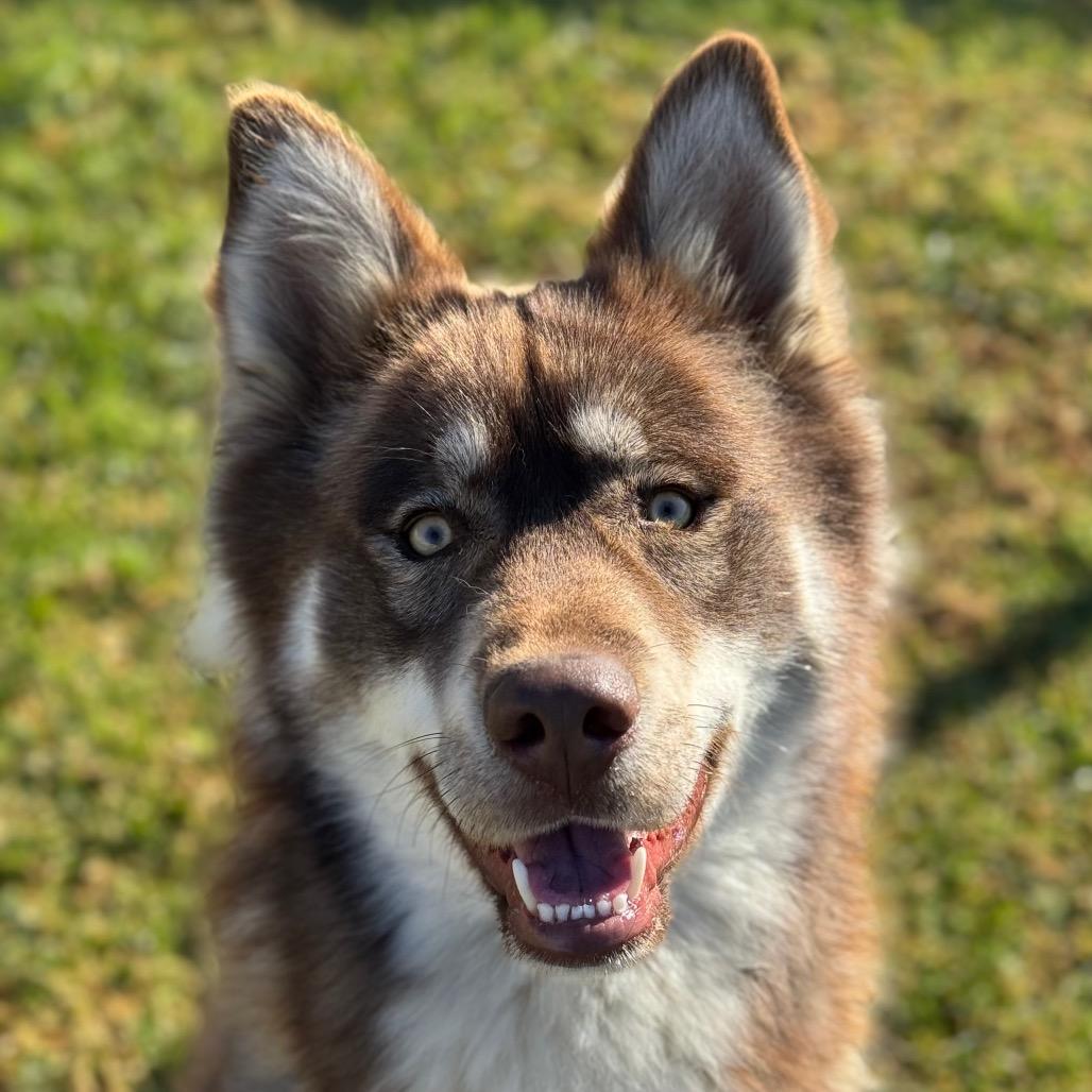 Rafiki, a Adoptable mixed breed in Santa Barbara, CA image 5/6