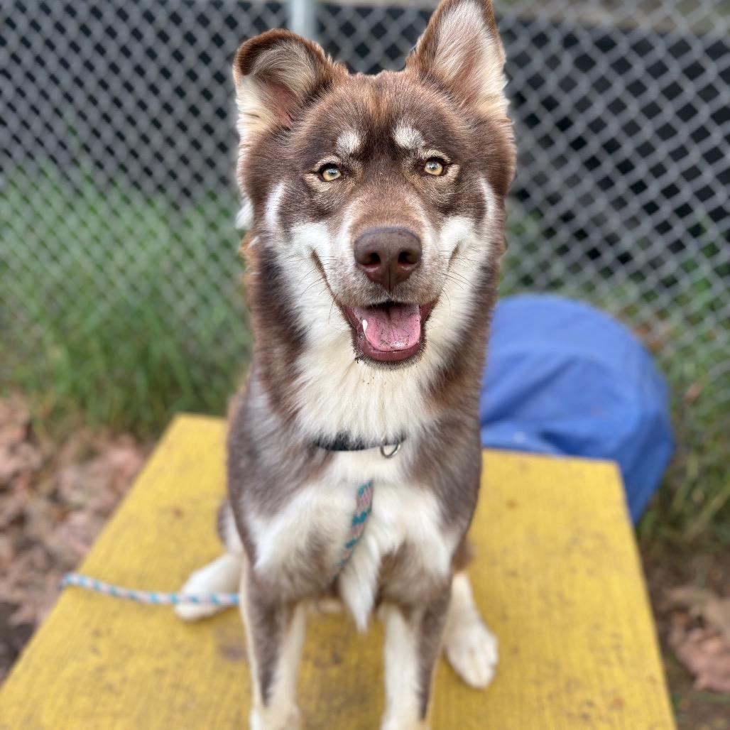 Rafiki, a Adoptable mixed breed in Santa Barbara, CA image 6/6