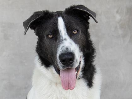Ghosty, Adoptable, Adult Male Mixed Breed & Mixed Breed.