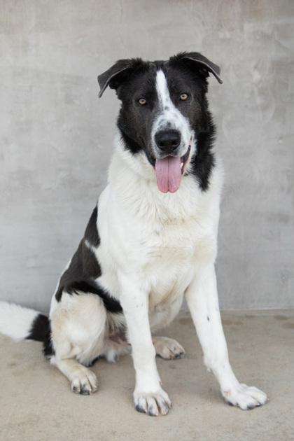 Enlarge Ghosty, a Adoptable mixed breed in Longmont, CO image 2/2