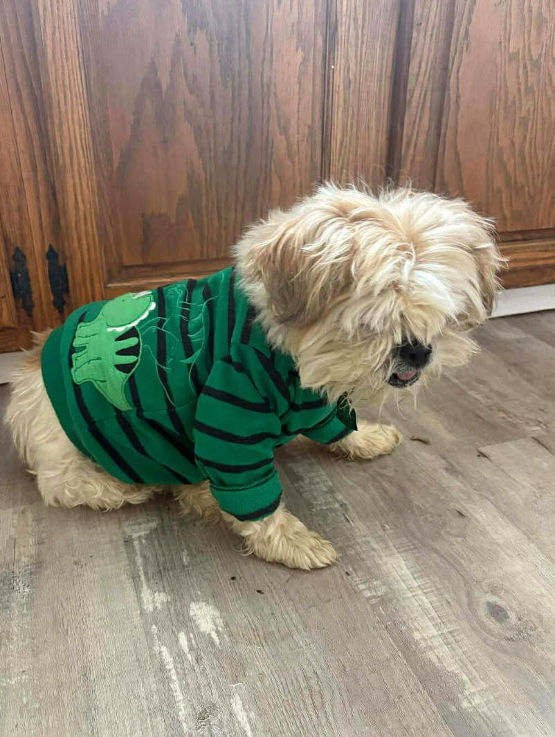 Enlarge Jack, a Adoptable Shih Tzu in Ashville, OH image 1/3