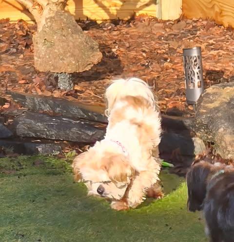 Enlarge Jack, a Adoptable Shih Tzu in Ashville, OH image 2/3