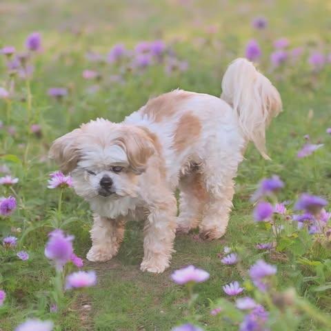Jack, Adoptable, Young Male Shih Tzu.