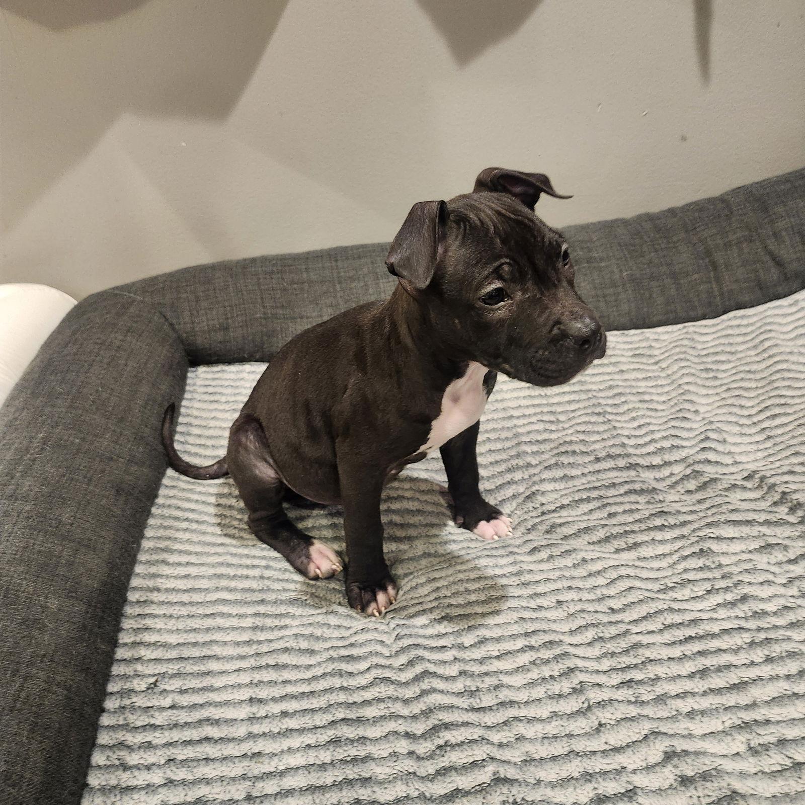 Enlarge Cindi Lou, a Adoptable mixed breed in Midway, UT image 1/2