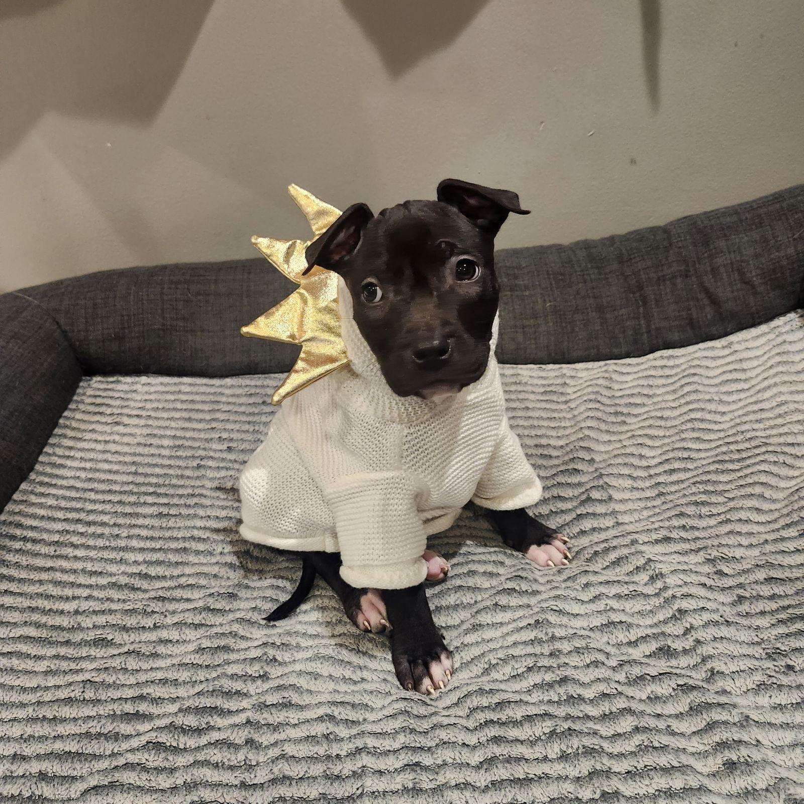 Enlarge Cindi Lou, a Adoptable mixed breed in Midway, UT image 2/2