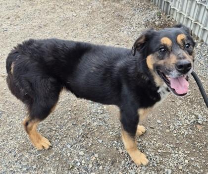 Enlarge Diesel, a Adoptable mixed breed in Butte, MT image 1/1