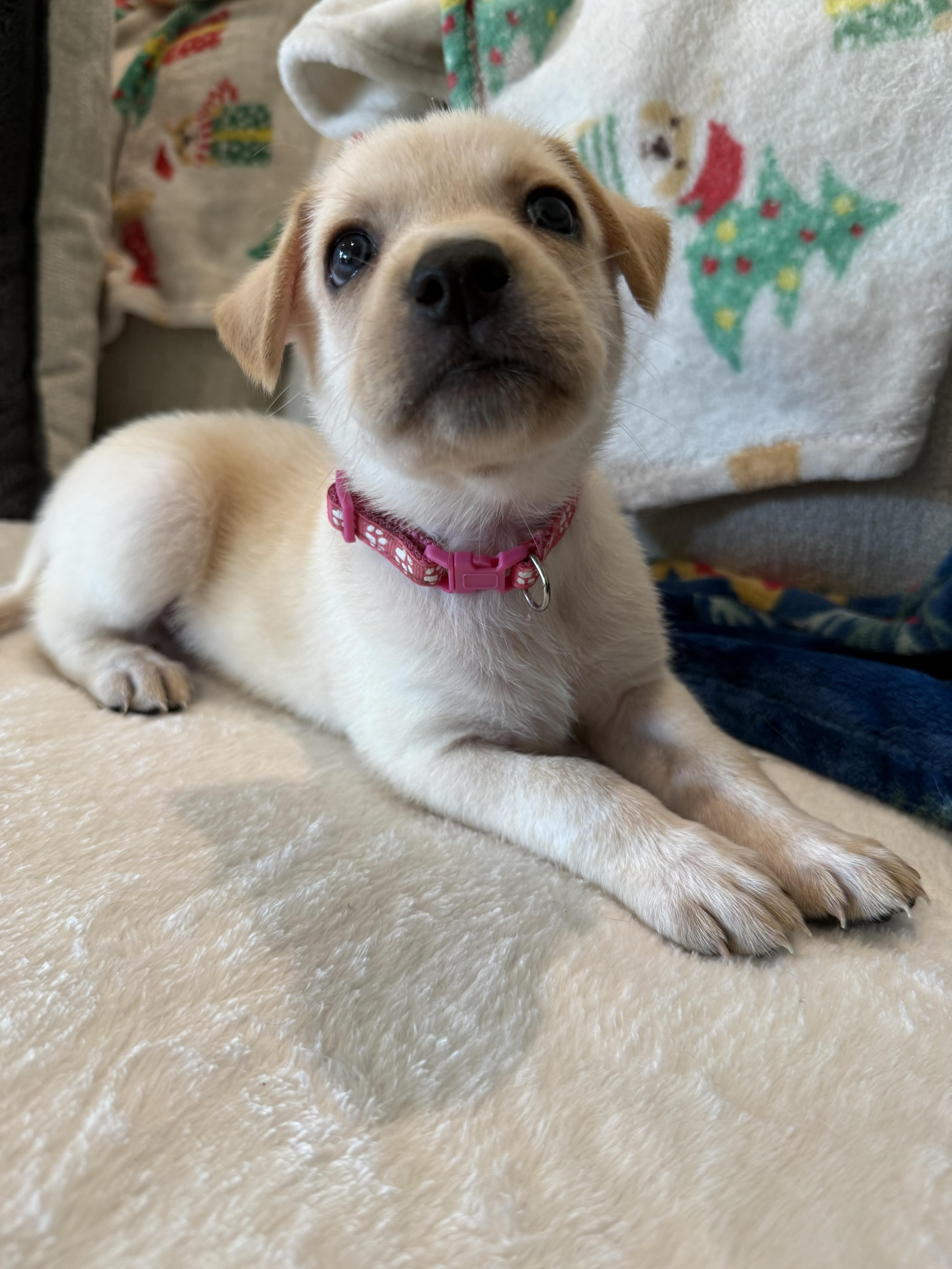 Pistachio