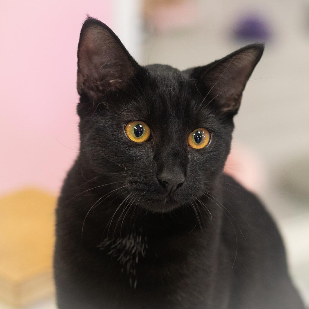 Creighton, Adoptable, Young Male Domestic Short Hair.