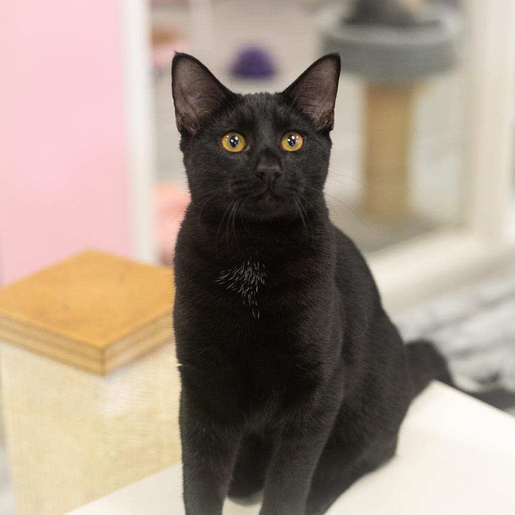 Enlarge Creighton, a Adoptable Domestic Short Hair in Ponte Vedra, FL image 2/3
