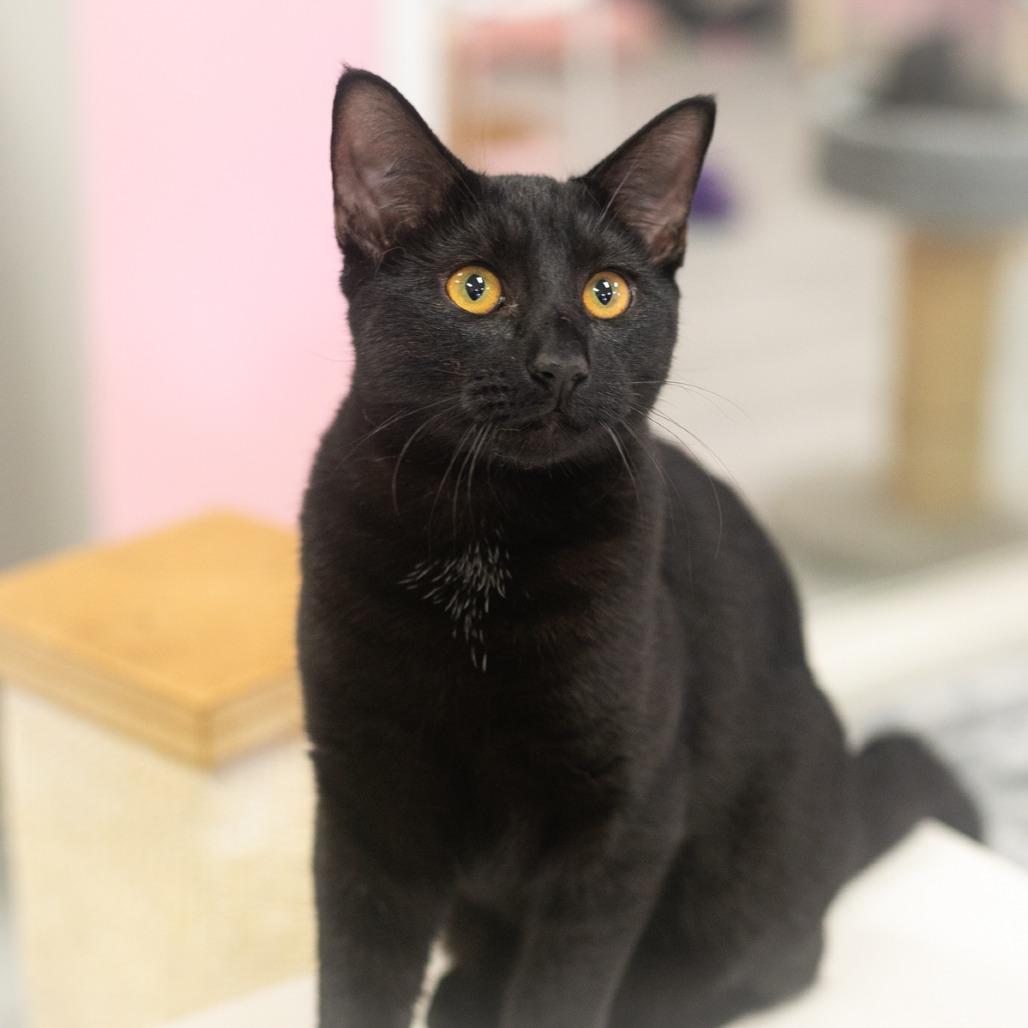 Enlarge Creighton, a Adoptable Domestic Short Hair in Ponte Vedra, FL image 3/3