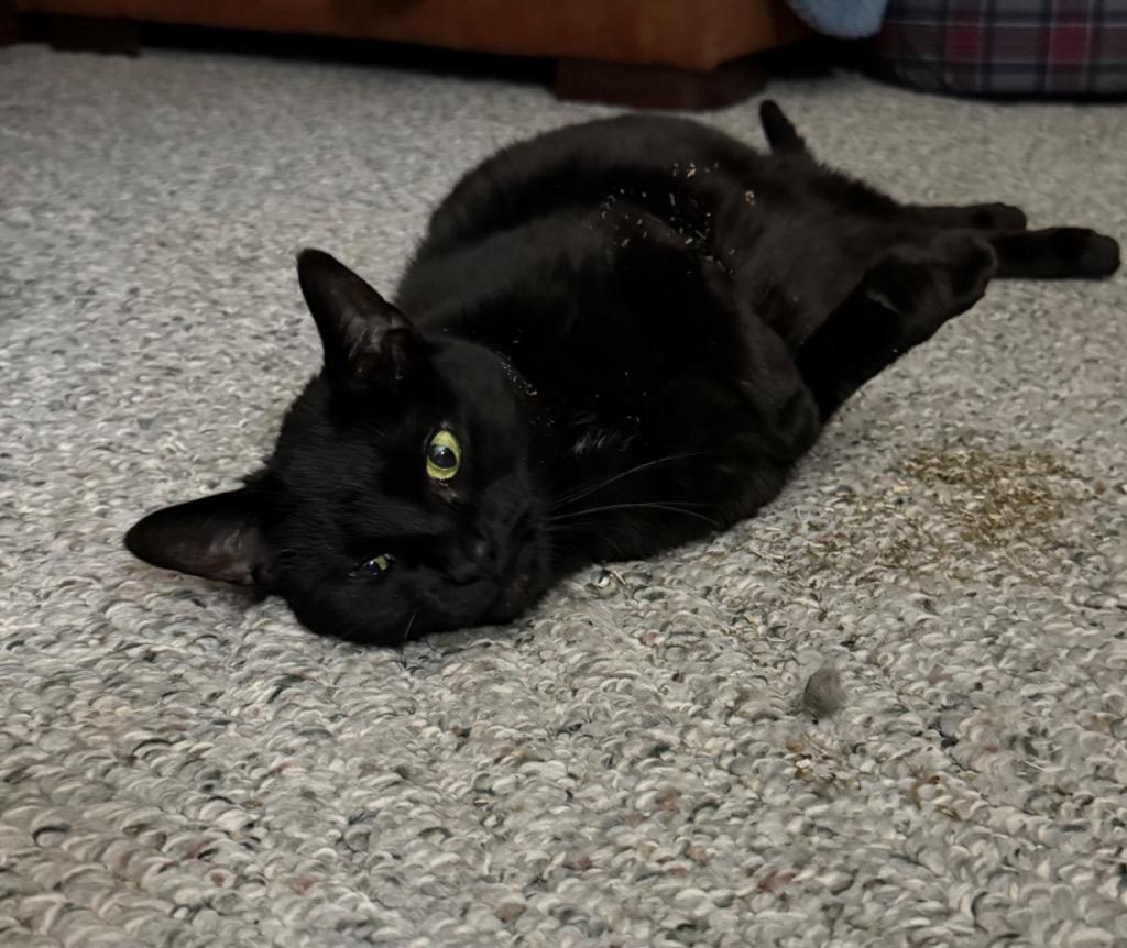 Baby Pearl (Courtesy Post), a Adoptable Domestic Short Hair in Rutherfordton, NC image 1/2