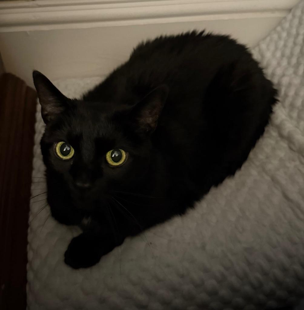 Enlarge Baby Pearl (Courtesy Post), a Adoptable Domestic Short Hair in Rutherfordton, NC image 1/2