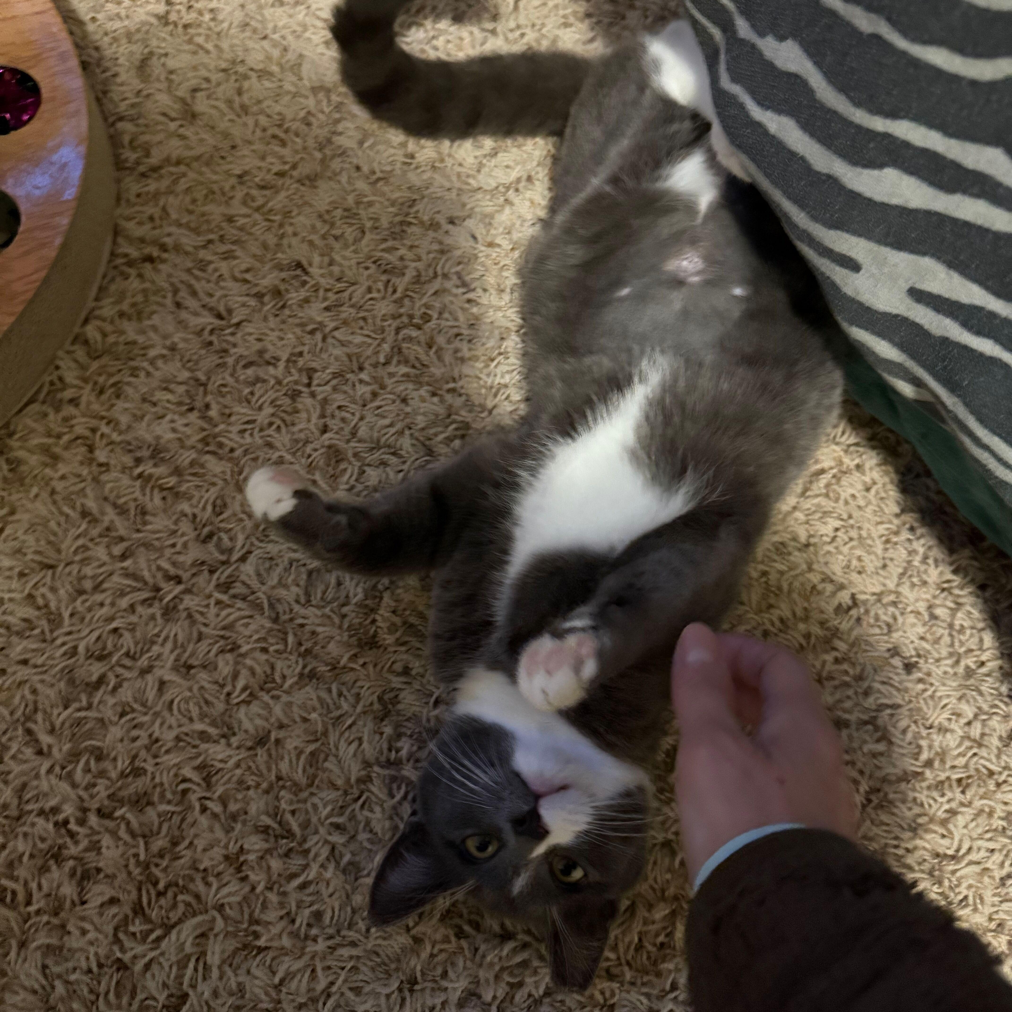 Enlarge Vanessa (Bonded to Taissa), a Adoptable Domestic Short Hair in Renton , WA image 3/4