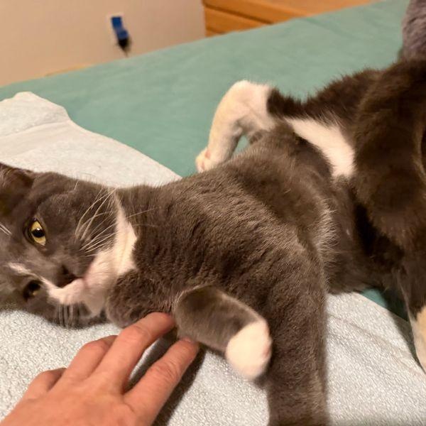 Enlarge Vanessa (Bonded to Taissa), a Adoptable Domestic Short Hair in Renton , WA image 4/4