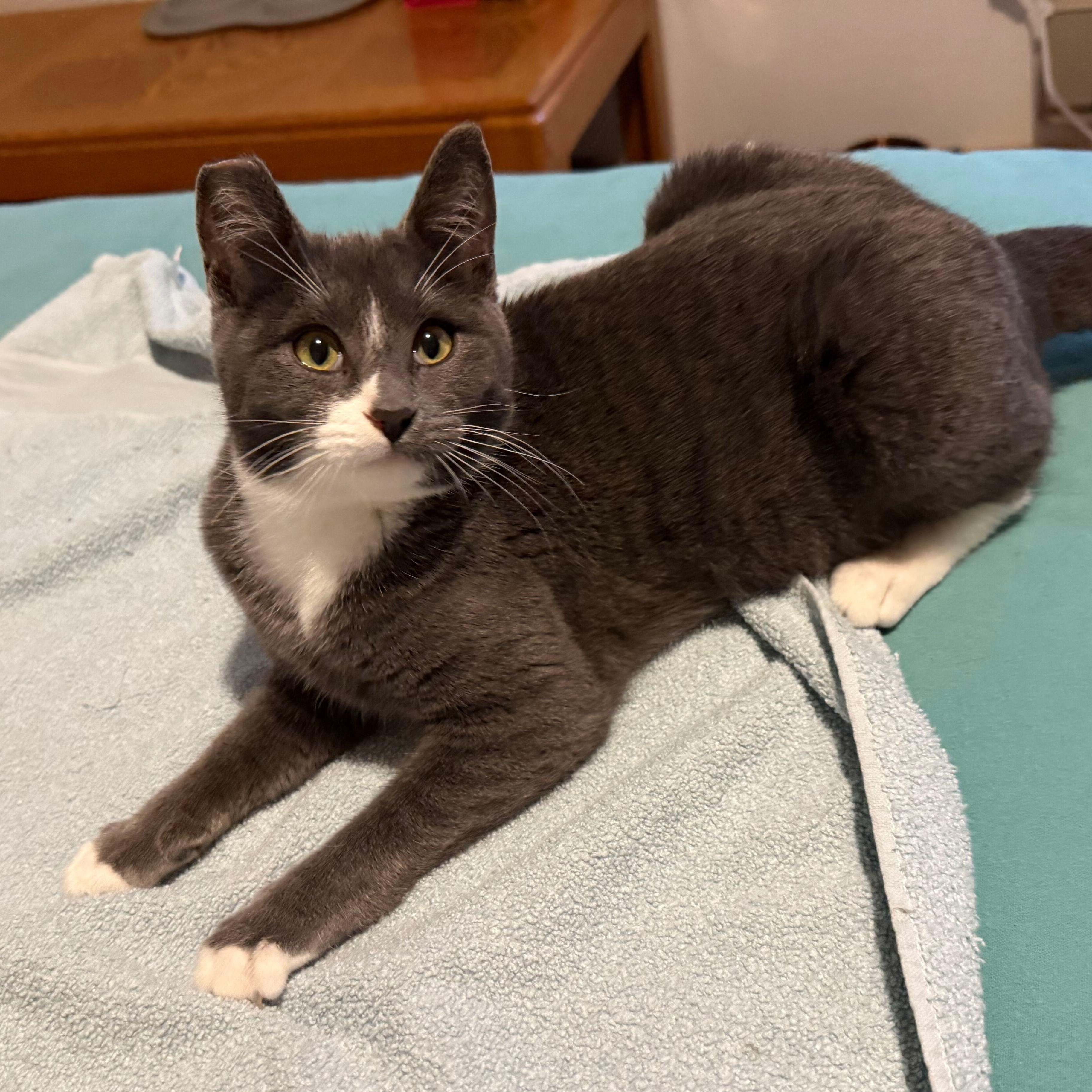 Vanessa (Bonded to Taissa), Adoptable, Kitten Female Domestic Short Hair.