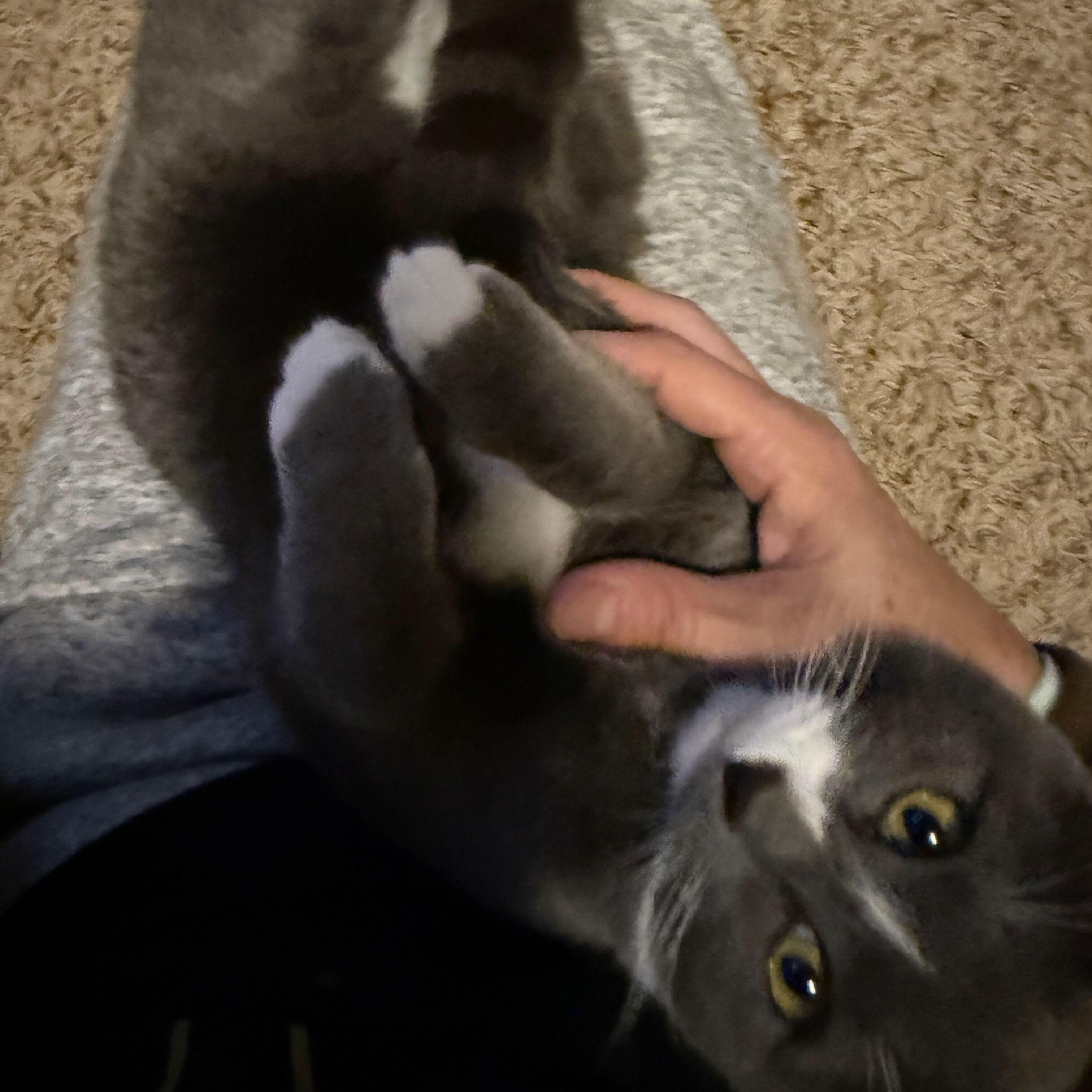 Enlarge Vanessa (Bonded to Taissa), a Adoptable Domestic Short Hair in Renton , WA image 2/4