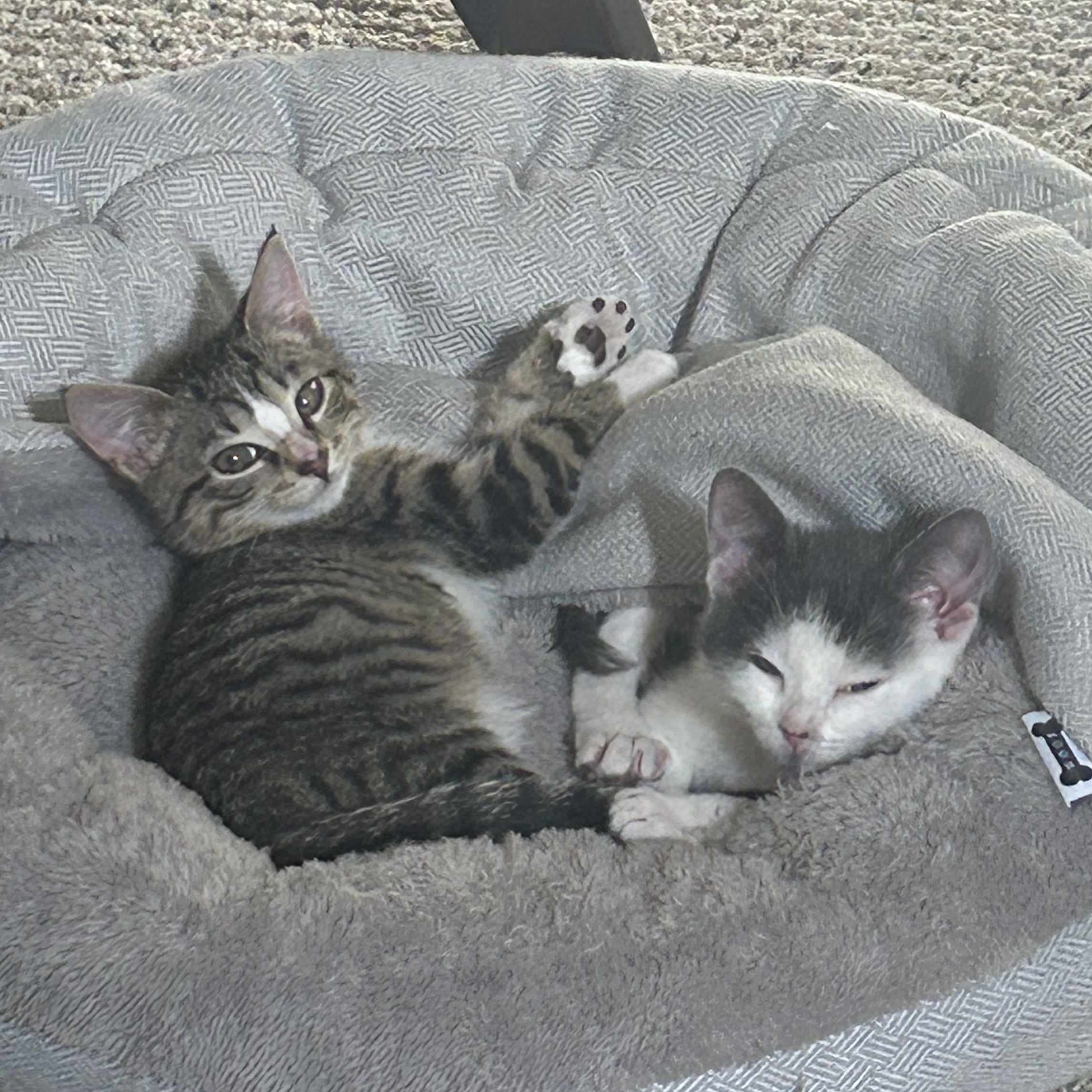 Barney Rubble, adopted, Kitten Male Domestic Short Hair.