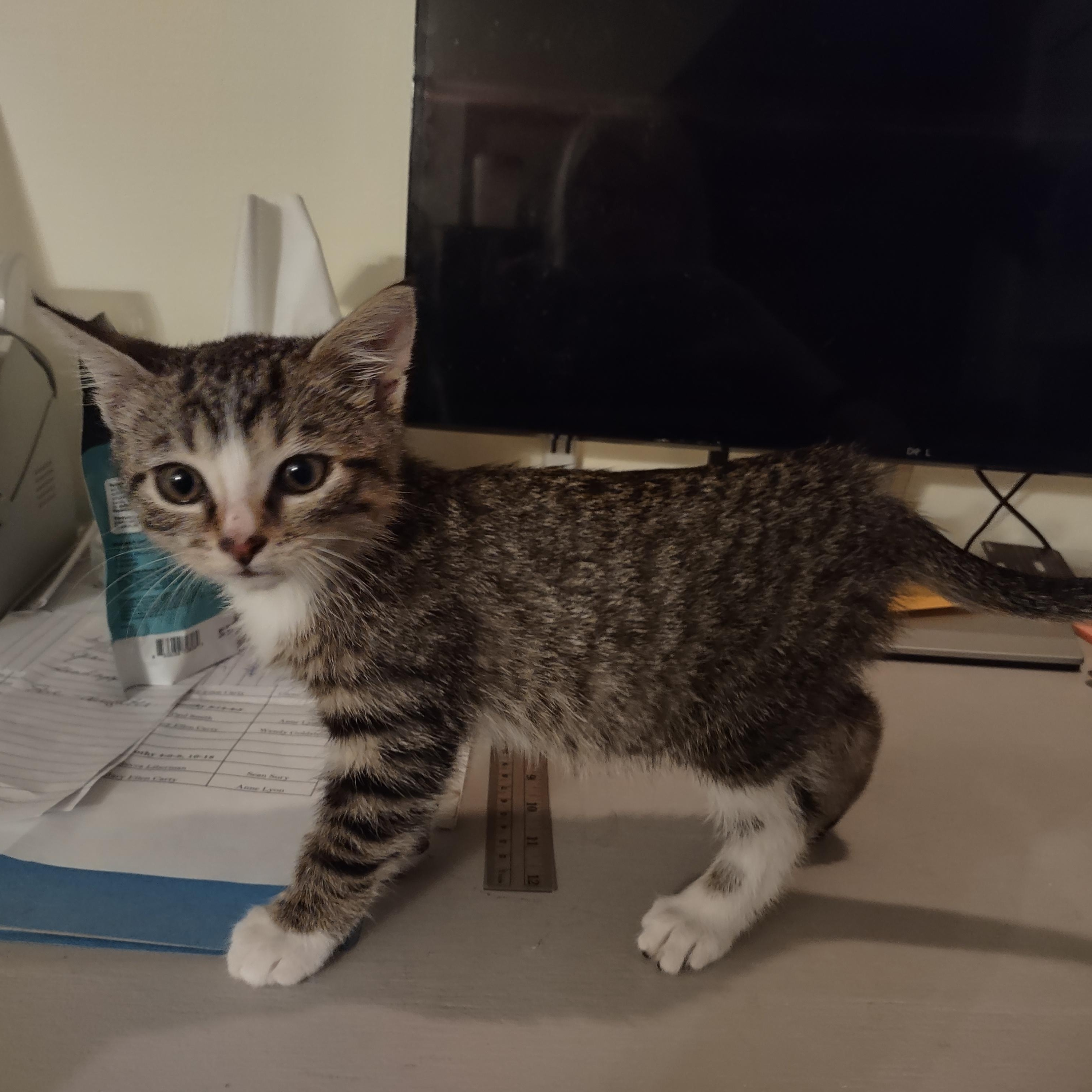 Barney Rubble, Adoptable, Kitten Male Domestic Short Hair.