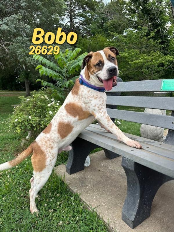 Enlarge Bobo, a Adoptable mixed breed in Oak Ridge, TN image 1/1