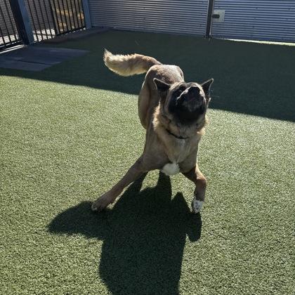 Raven, Adoptable, Adult Female Akita & Mixed Breed.