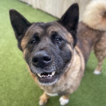 Enlarge Raven, a Adoptable mixed breed in Merriam, KS image 2/3