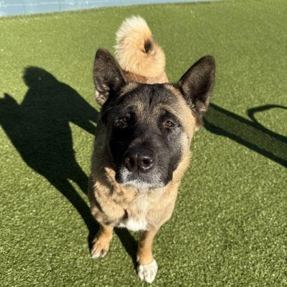 Enlarge Raven, a Adoptable mixed breed in Merriam, KS image 2/3