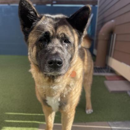 Enlarge Raven, a Adoptable mixed breed in Merriam, KS image 3/3