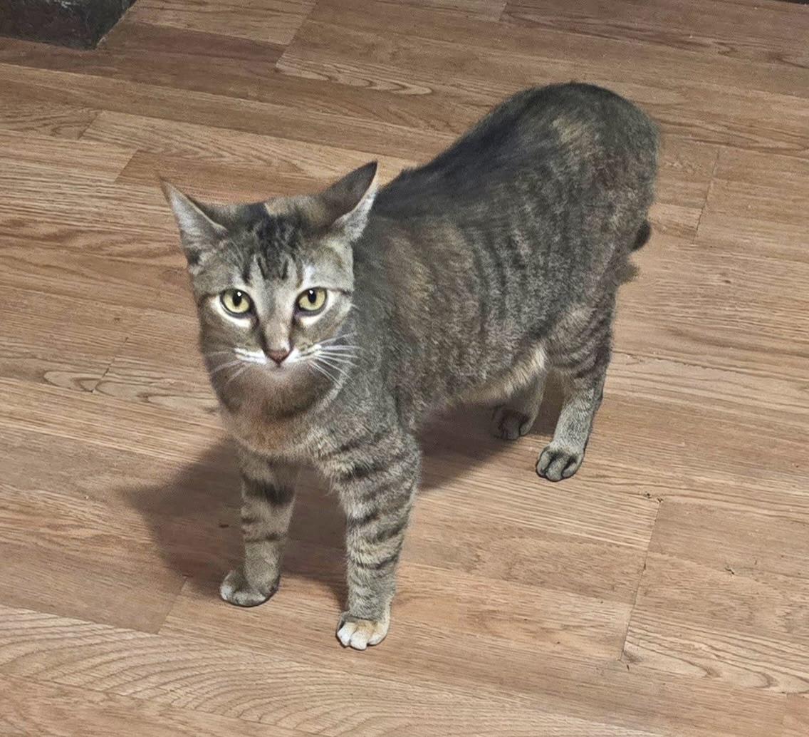 Enlarge Sina, a Adoptable American Shorthair in Midland, MI image 5/6