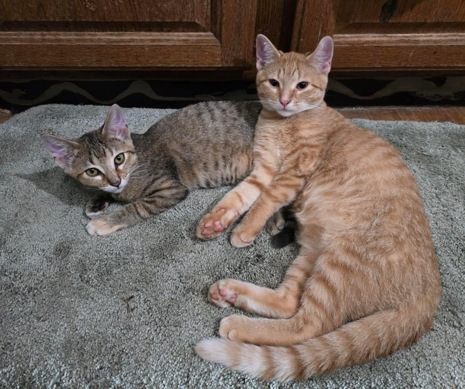 Sina, a Adoptable American Shorthair in Midland, MI image 3/6