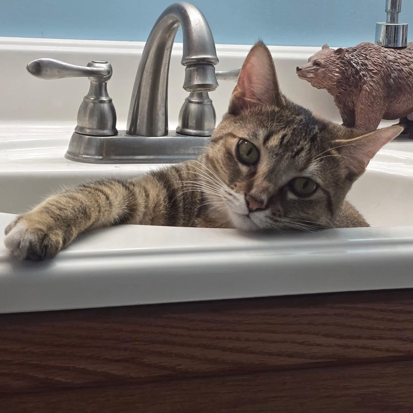 Sina, a Adoptable American Shorthair in Midland, MI image 2/6