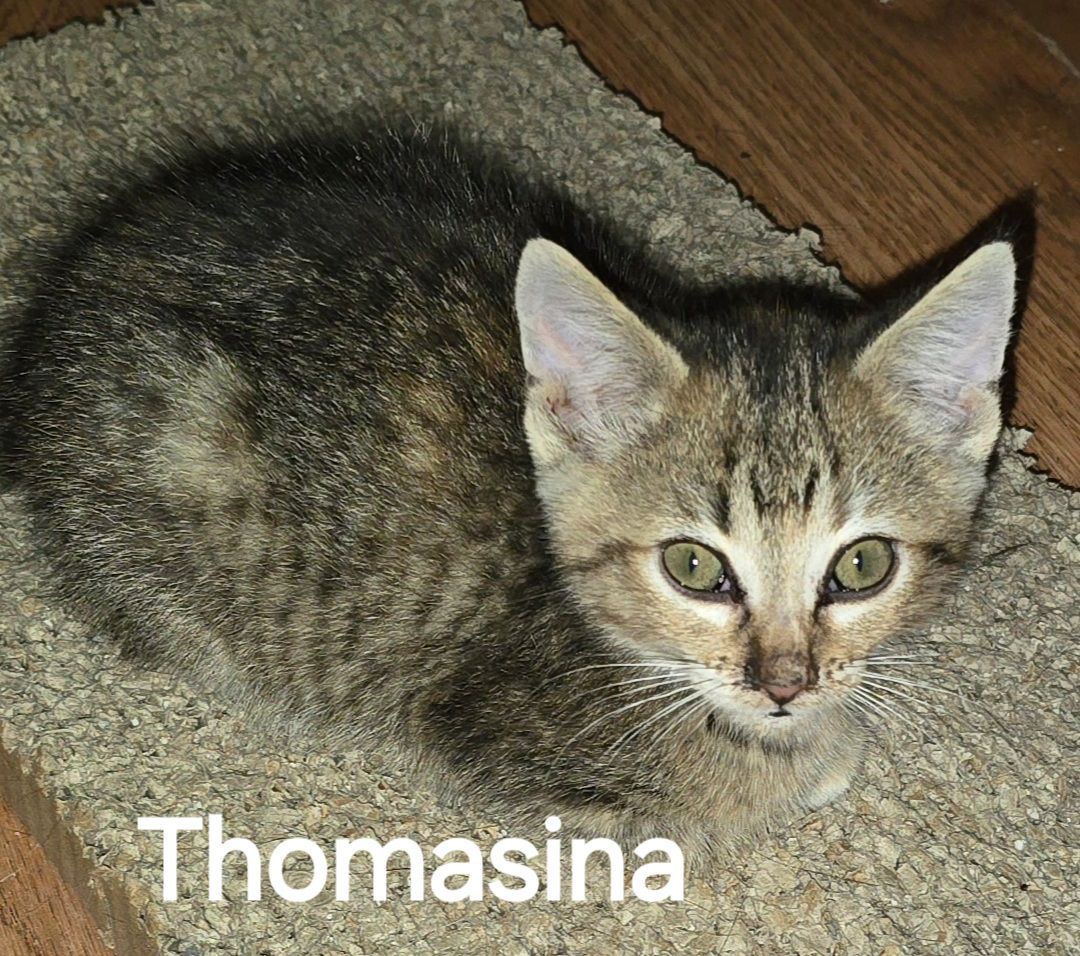 Sina, a Adoptable American Shorthair in Midland, MI image 5/6