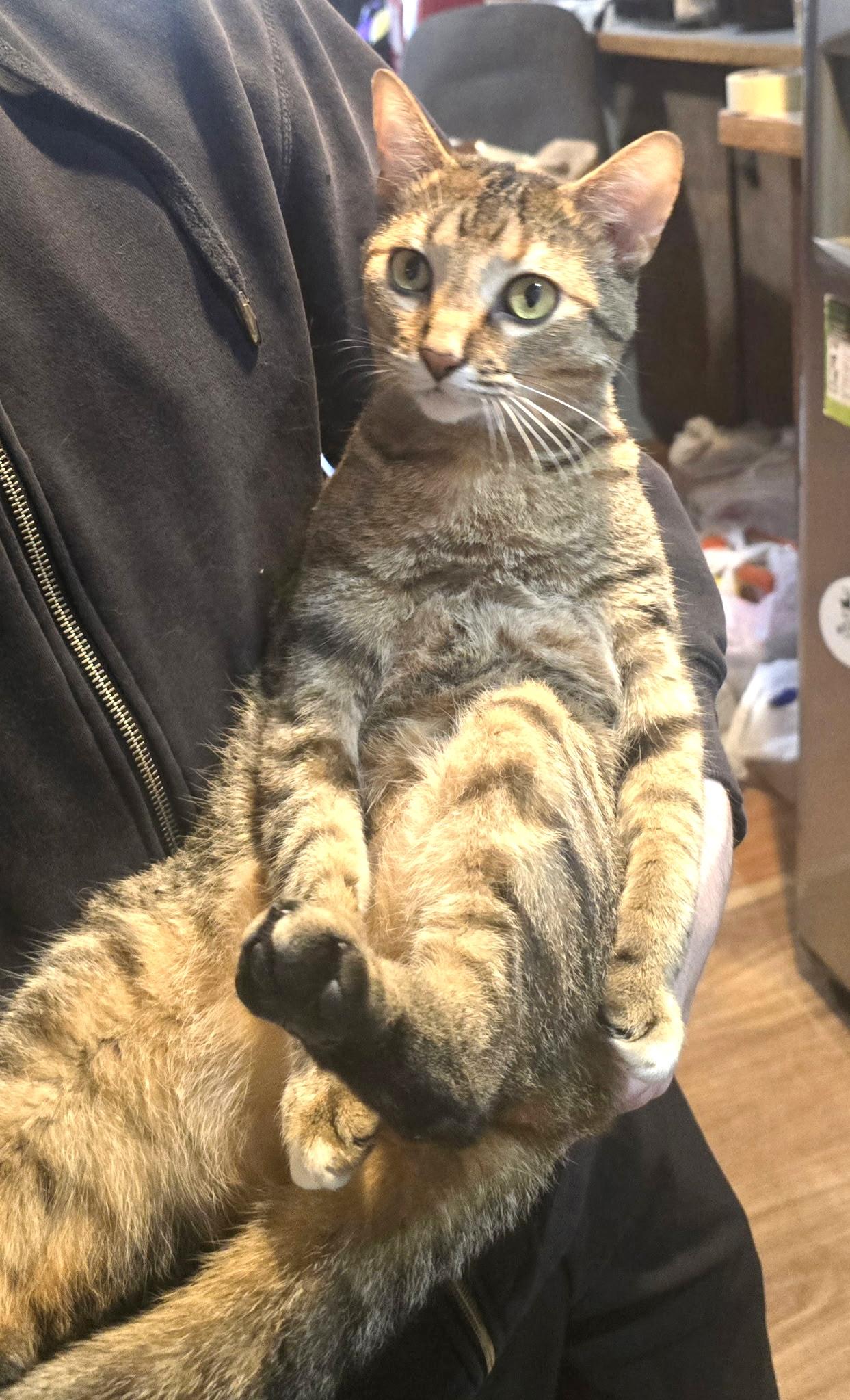 Enlarge Sina, a Adoptable American Shorthair in Midland, MI image 6/6