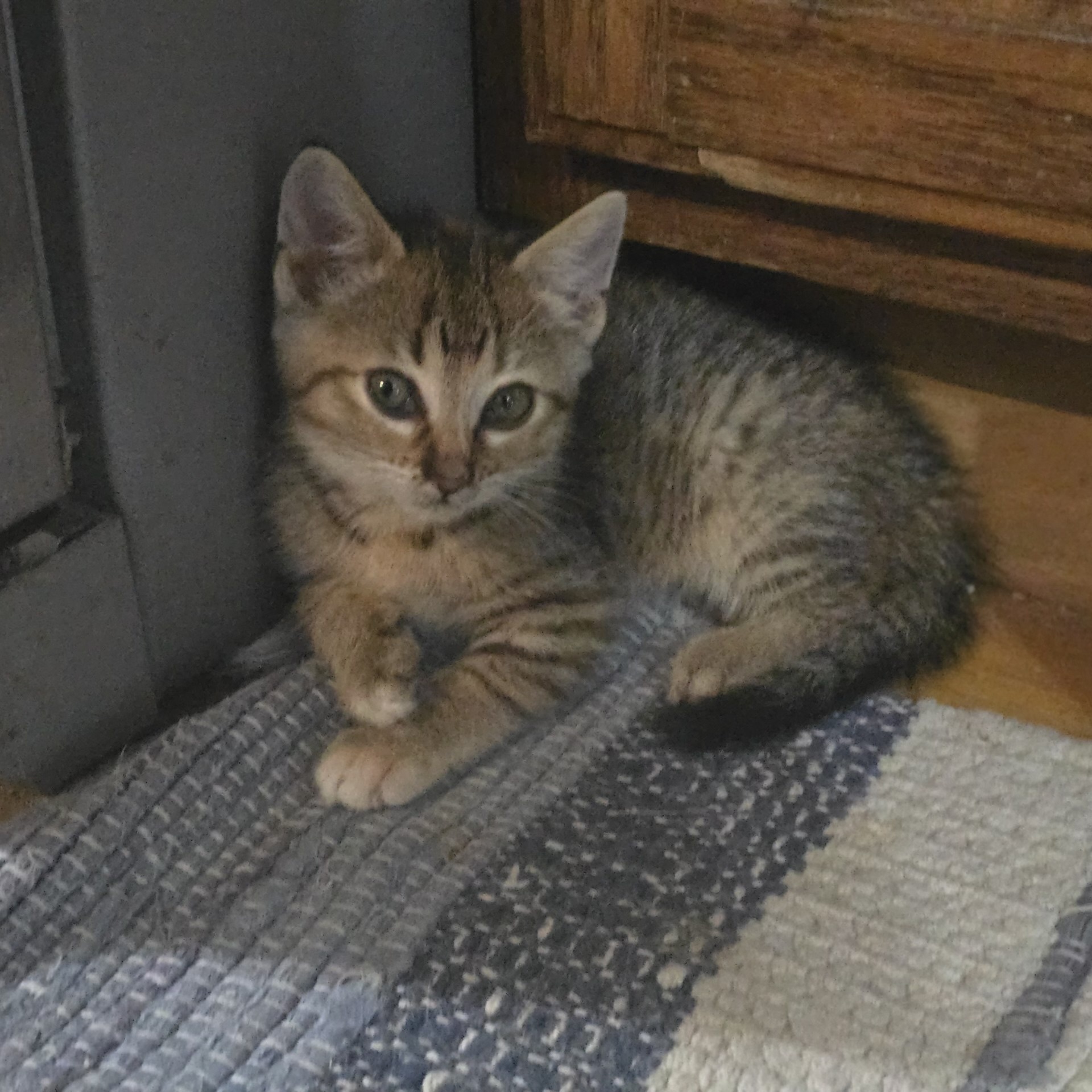 Sina, a Adoptable American Shorthair in Midland, MI image 6/6