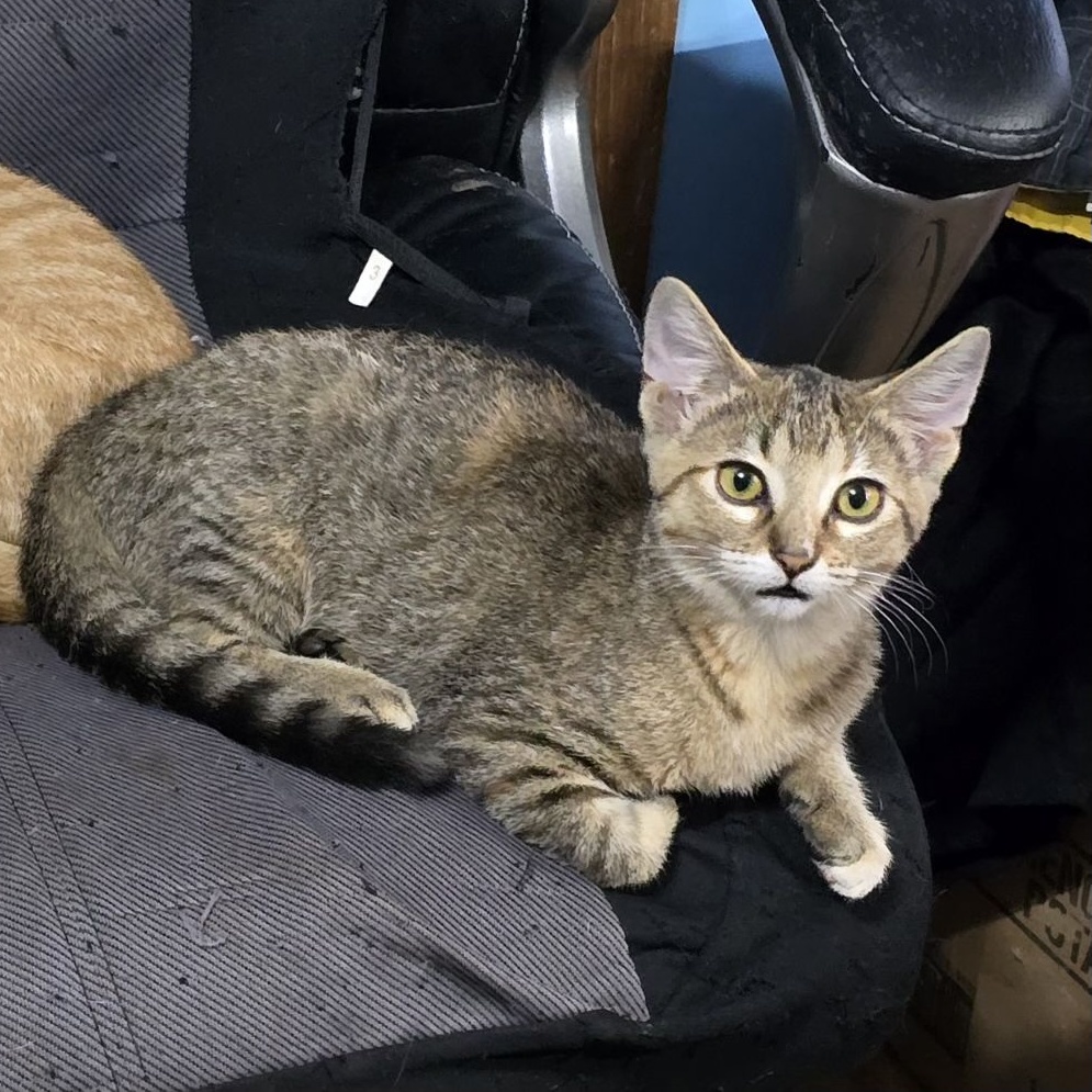 Sina, Adoptable, Young Female American Shorthair.