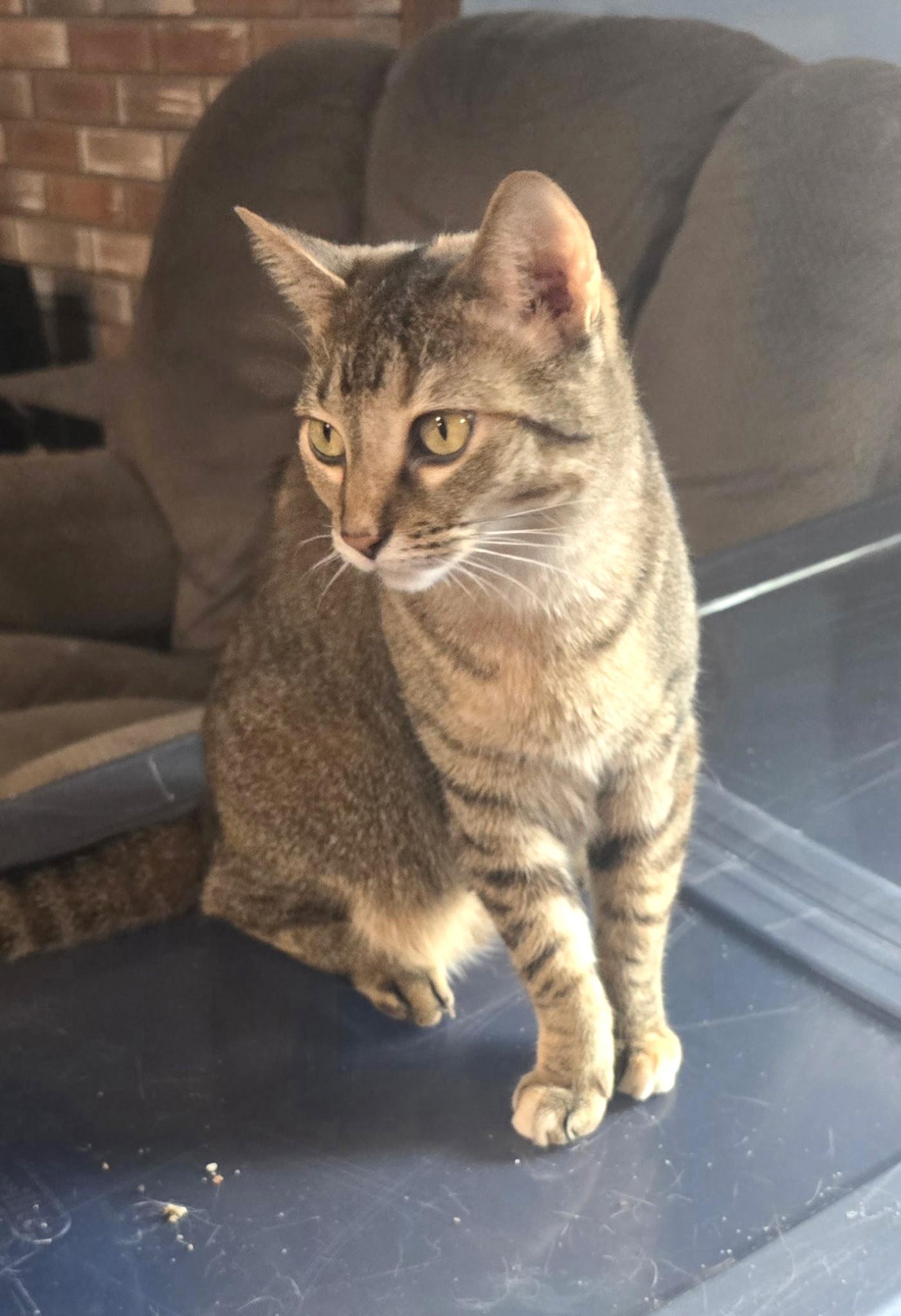Enlarge Sina, a Adoptable American Shorthair in Midland, MI image 4/6