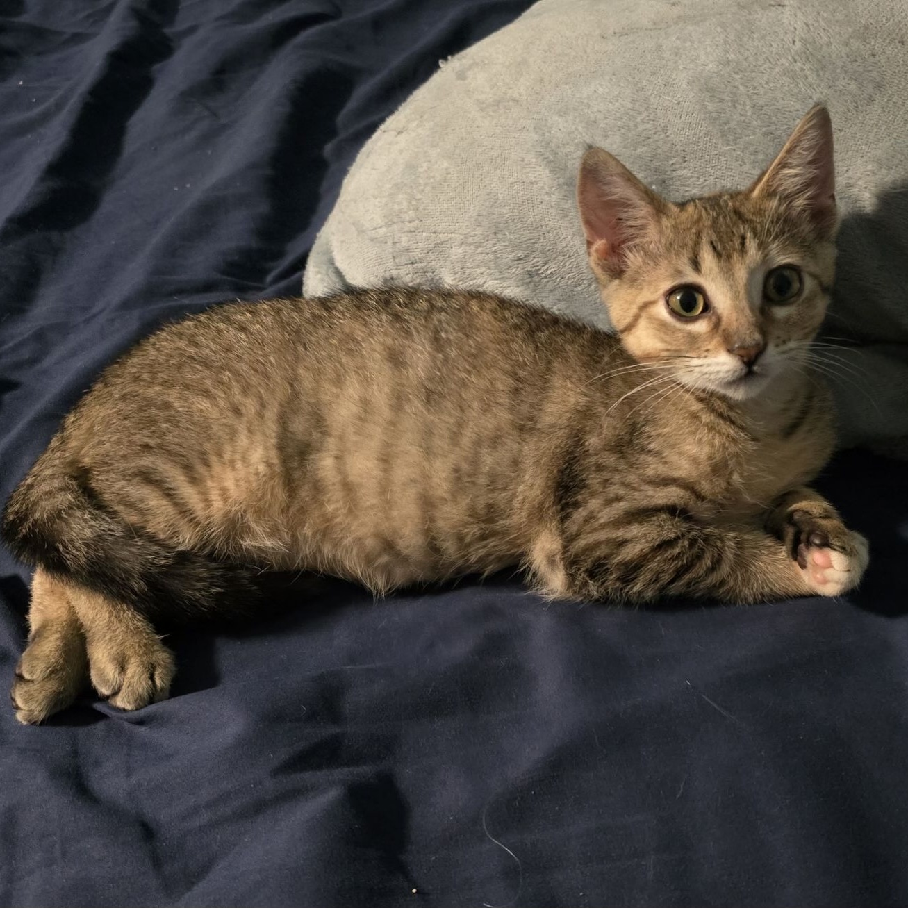 Sina, a Adoptable American Shorthair in Midland, MI image 4/6