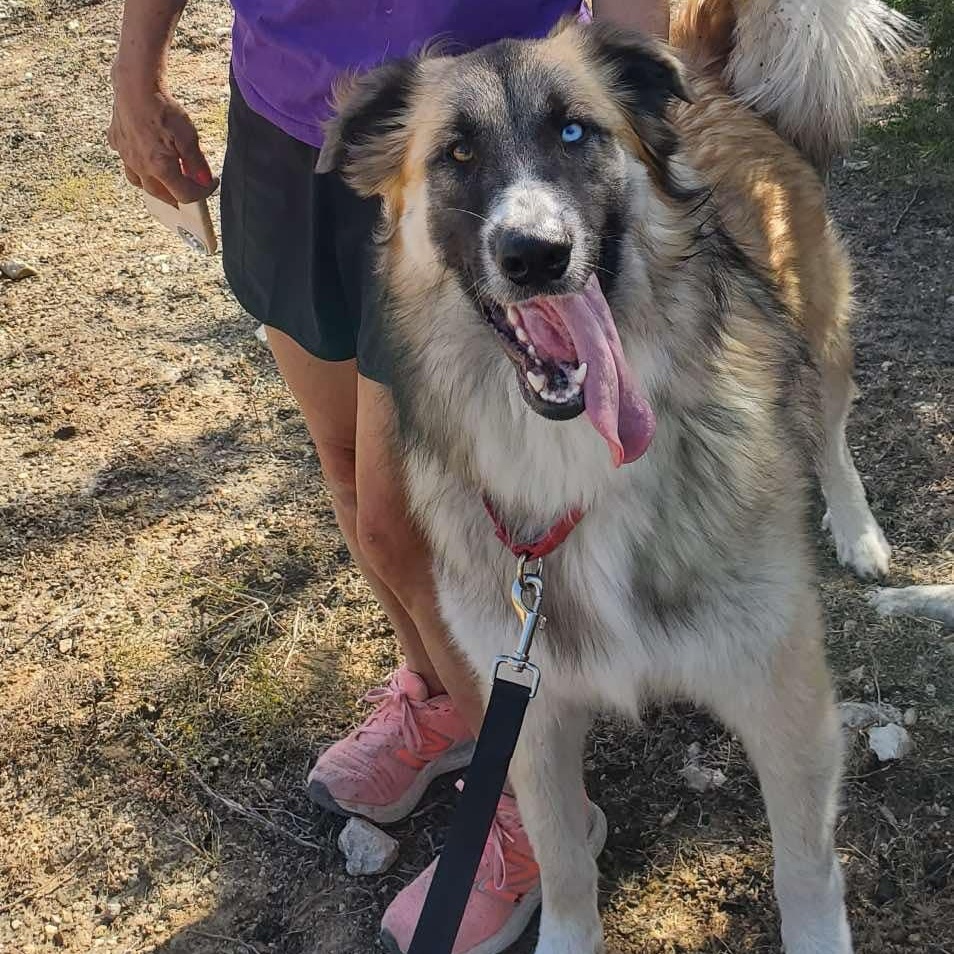 TEXAS, GAINESVILLE; FOSTER OR ADOPT "CLIFF" photo 4