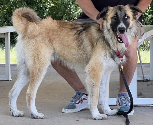 TEXAS, GAINESVILLE; FOSTER OR ADOPT "CLIFF"